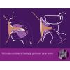 PHILIPS AVENT ELEKTRISKAIS PIENA PUMPIS SCF395